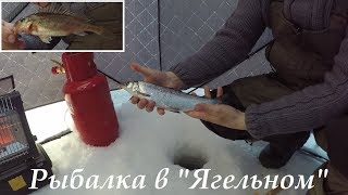 НАЛОВИЛИ СИГОВ И КОРЮШКИ  CAUGHT WHITEFISH AND SMELT [upl. by Anevad]