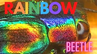 Jewel Beetles Living rainbows  Buprestidae Drawer of the Week 22 [upl. by Franciska765]