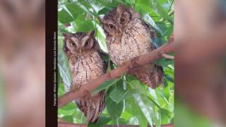 Guía Sonora de Aves  Alto San Miguel Megascops choliba Currucutú Común [upl. by Yllen]