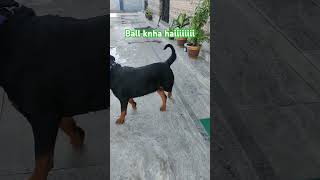 Daisy bhout samjhdaar hai❣️❣️❣️ mentally bright 🧿🧿🧿rottweilerloveyoutubeshortsdoglover [upl. by Zuliram]