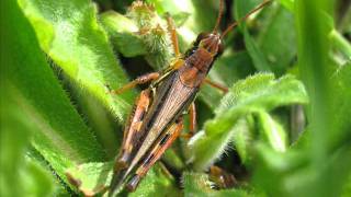 Orthopterawmv [upl. by Leveroni]