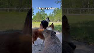 Do You Know What A Happy Capybara Sounds Like [upl. by Noryk]