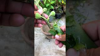 Growing fig from cuttingsshorts youtubeshorts [upl. by Airegin347]