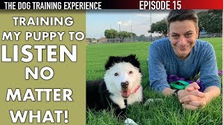 How I’m Training My Puppy To Listen No Matter What [upl. by Clarie]