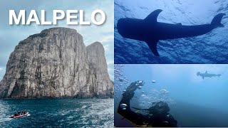 Malpelo Dive Expedition 2021 FULL 4K [upl. by Christoph]