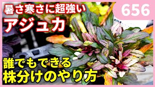 【知らないと損している】アジュガの簡単な株分け ｂｙ園芸チャンネル 656 園芸 ガーデニング 初心者 [upl. by Nitnert]