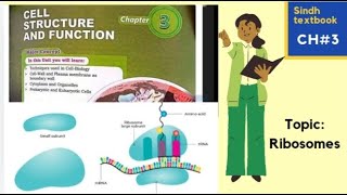 Ribosomes l Cell organelle l Cell structure and function l XI biology [upl. by Hertberg]