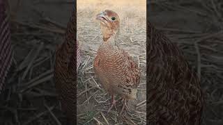 desi partridge teetar ki awaz teetar voice titer video shorts partridgesound [upl. by Llebasi]