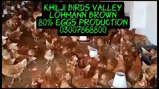 Lohmann Brown 80  Eggs Production Khilji Birds Valley 03007868800 [upl. by Orv]