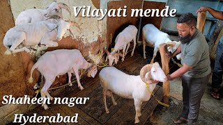 Vilayati mende available in Hyderabad Shaheen nagar  adant Vilayati sheeps in Hyderabad [upl. by Wrightson127]