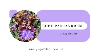 Сорт PANJANDRUM K Keppel 2018 [upl. by Loretta]