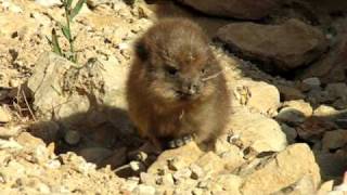 Baby rock hyrax stumblingavi [upl. by Melania]