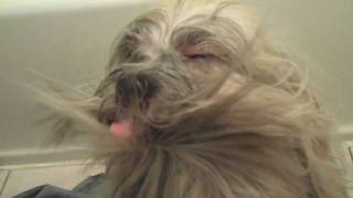 Lhasa Apso grooming [upl. by Hammond]