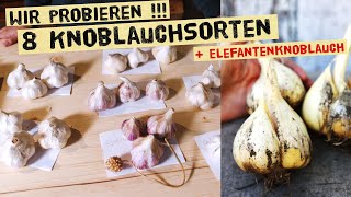 Geschmacksunterschiede bei Knoblauchsorten  Knoblauchanbau im Herbst mit winterhartem Knoblauch [upl. by Nepean734]