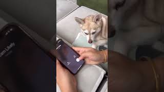 How I Get My Dog To Handle Scam Callers [upl. by Trumann13]