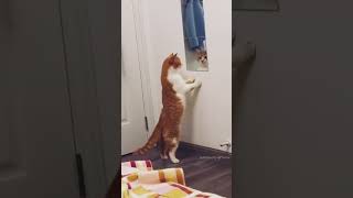 Chokhero aynato amar e mon cat video shortvideo viralvideo funny trending cat catlover cats [upl. by Assennav152]