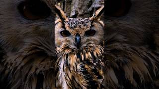 Eurasian EagleOwl Sounds [upl. by Salta]