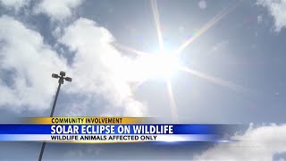 Klamath Falls professor studying eclipses impact on animals [upl. by Arrak]