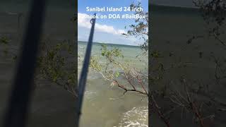 Sanibel Island snook on a DOA BaitBox Fishing sanibelisland doa snook [upl. by Aicatsan]