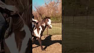 Working on a turnontheforehand forehand hindquarters turns horse beginner ridinglessons [upl. by Orran566]