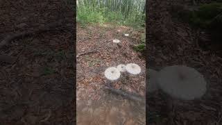 Parasol mushroom Macrolepiota procera [upl. by Ardnosal]