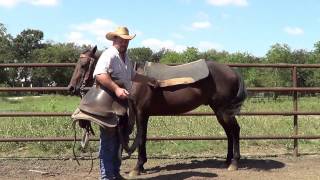 Gaited Horse Saddle Fitting and Equitation [upl. by Sile]