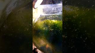 How to Daphnia Culture  Tamil without starter fish aquarium fishaquarium daphniamagna [upl. by Enaywd807]