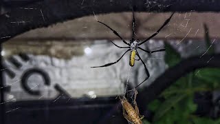 Nephila madagascariensis feeding You took your time [upl. by Onin]