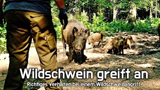 Wildschwein greift an  Was tun  WildtierpflegerJäger gibt Antwort zum Thema [upl. by Coit975]