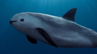 Facts The Vaquita The Worlds Most Endangered Marine Mammal [upl. by Leugar210]