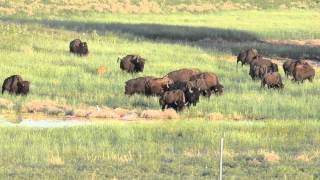 Bison at Rocky Mountain Arsenal Wildlife Refuge [upl. by Bolitho124]