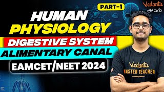 Digestive System Alimentary Canal  Human Physiology  Part 1  NEET 2024  EAMCET 2024  Vedantu [upl. by Latvina269]