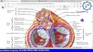 Exclusive Netter Anatomy [upl. by Sheelah2]