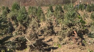 Guilford County lends support to Avery County Christmas Tree farm struggling after Helene [upl. by Nylirahs]