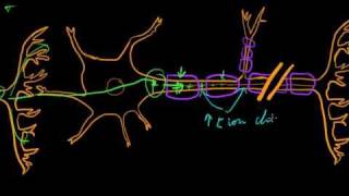 Part 7b  Graded and Action Potentials [upl. by Ange]