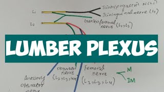 LUMBER PLEXUS  Anatomy 👍 [upl. by Apollo]