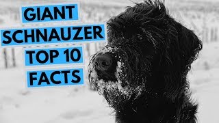 Giant Schnauzer  TOP 10 Interesting Facts [upl. by Artapoelc712]