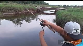 Casting Ikan Toman  giant snakehead with Ultralight Fishing [upl. by Culbertson]