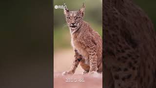 Young Iberian lynx on the hunt for rabbits during my recent visit to Spain photographyspanyol [upl. by Camel]