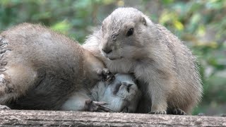 オグロプレーリードッグ 上野動物園 2020年9月11日 [upl. by Miran]