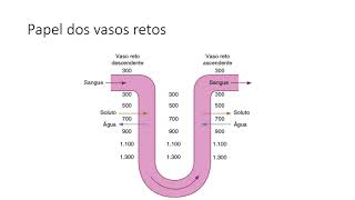 Regulação da Osmolaridade do Líquido Extracelular [upl. by Okihcim]