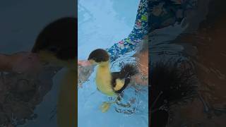 Patinho na piscina shorts duck filhotes [upl. by Scheld]