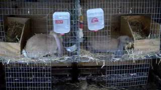 Expectant Mothers English Lop Bunnies Nestbuilding [upl. by Ginnifer]