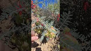 Unusual plants in Namaqualand [upl. by Aeriela]