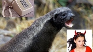 Honey Badger Pranks Paw Patch Declawers Get Honey Badgered [upl. by Vlada]