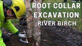 Root Collar Excavation River Birch [upl. by Notgnillew209]