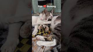 Pupi Bumong catlover photograph edsheeran lovesong romanticcat kucingromantis [upl. by Elorak]