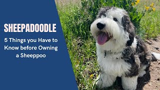 Sheepadoodle  5 Things you Have to Know before Owning a Sheeppoo [upl. by Esma527]