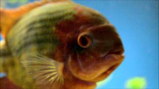 My chocolate cichlid 1080p [upl. by Ashley]