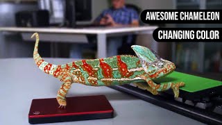 Chameleon Changing Color  Animals are Awesome [upl. by Llehcnom]